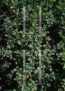 Ilex Meserveae China Boy - View 16 from www redcrocus com