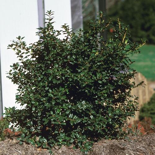 Ilex Meserveae China Boy - View 1 from www redcrocus com
