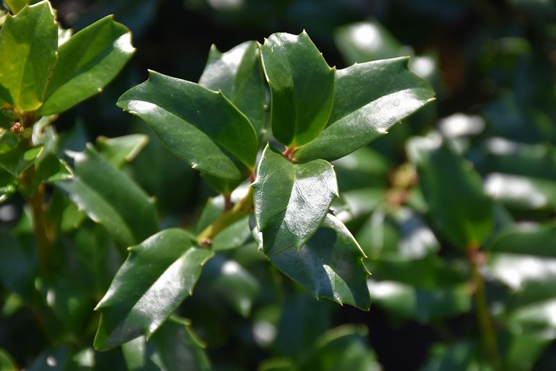 Ilex Meserveae China Boy - View 2 from www redcrocus com