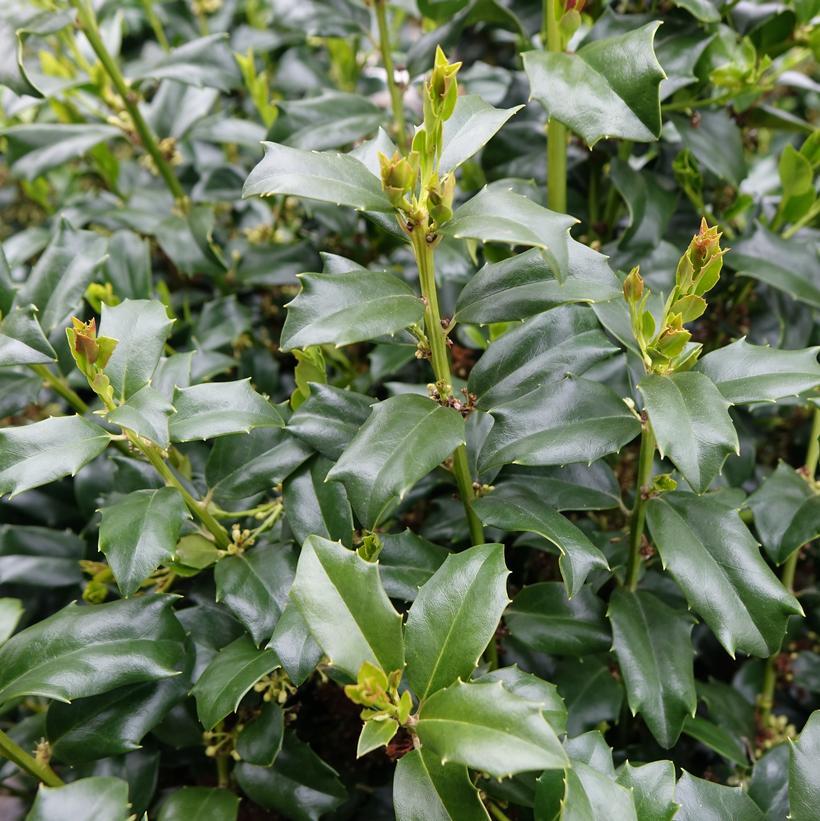 Ilex Meserveae China Boy - View 4 from www redcrocus com