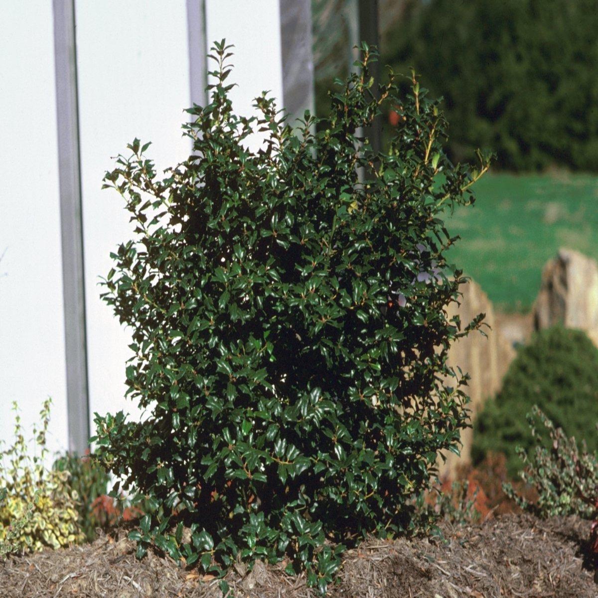 Ilex Meserveae China Boy - View 5 from www redcrocus com