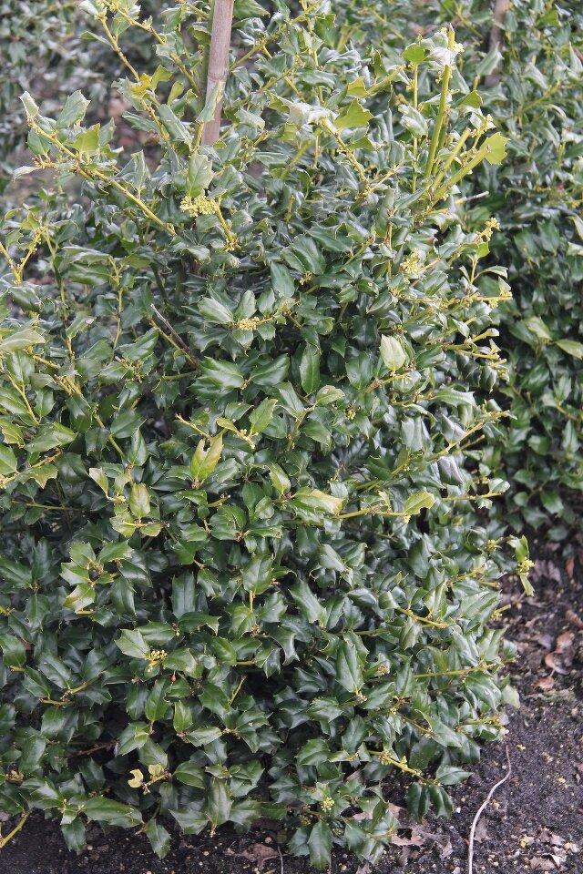 Ilex Meserveae China Boy - View 6 from www redcrocus com