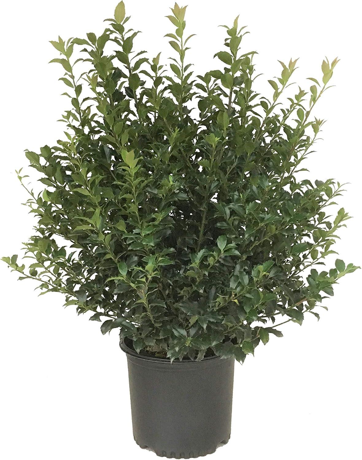 Ilex Meserveae China Boy - View 7 from www redcrocus com