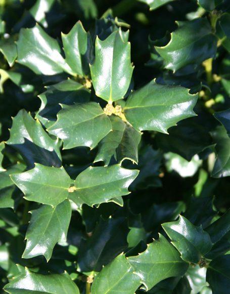 Ilex Meserveae China Boy - View 8 from www redcrocus com