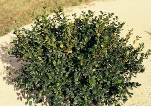 Ilex Meserveae China Boy - View 9 from www redcrocus com