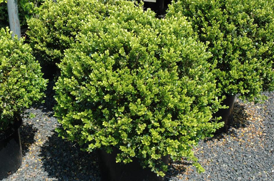 Buxus Microphylla 'green Beauty' - View 23 from www redcrocus com