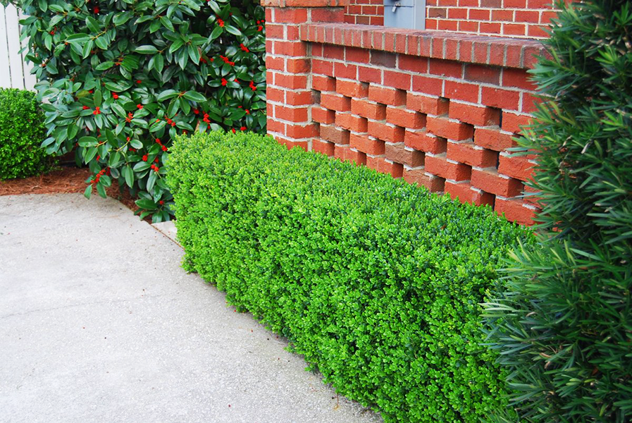 Buxus Microphylla 'green Beauty' - View 24 from www redcrocus com