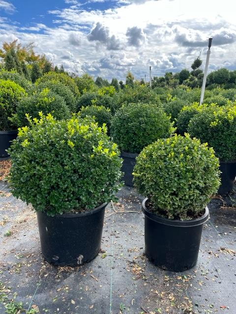 Buxus Microphylla 'green Beauty' - View 26 from www redcrocus com