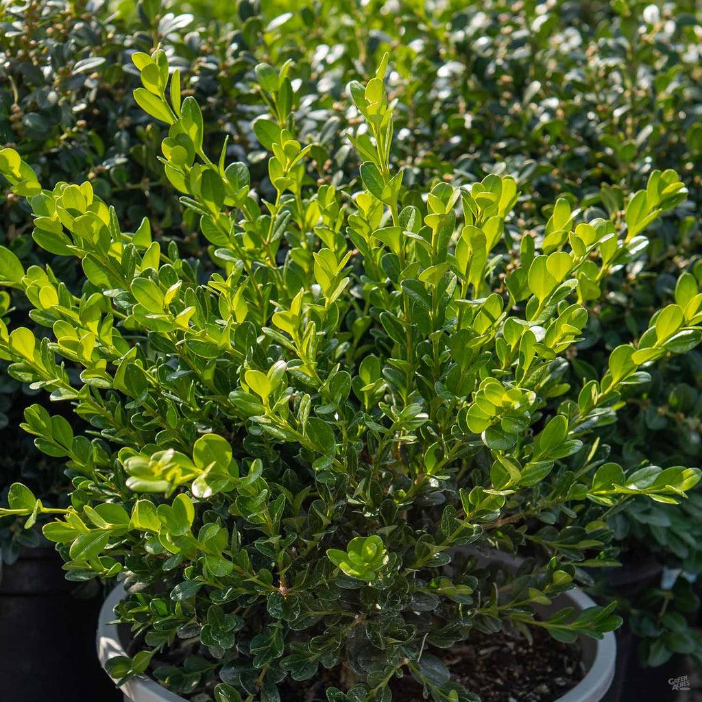 Buxus Microphylla 'green Beauty' - View 27 from www redcrocus com