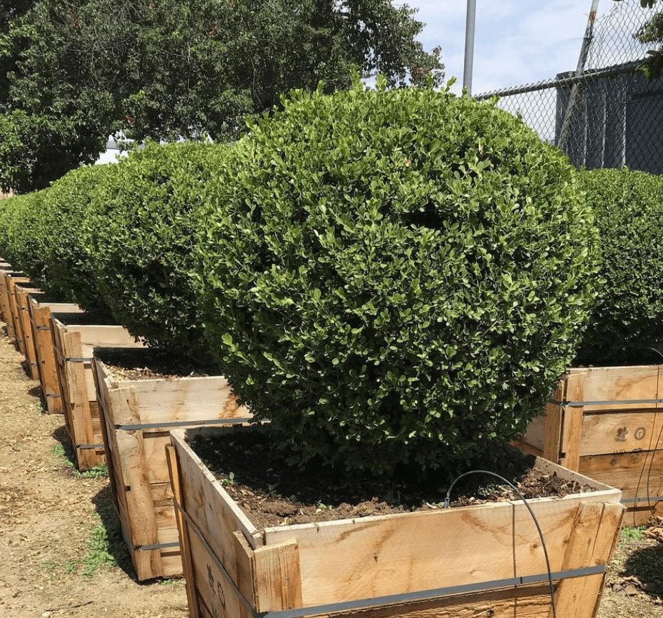 Buxus Microphylla 'green Beauty' - View 36 from www redcrocus com