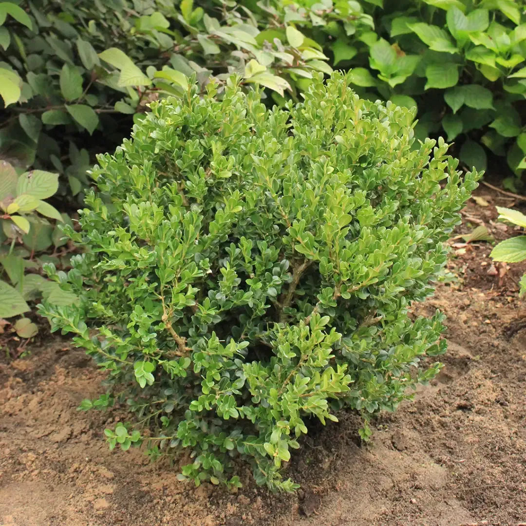 Buxus Microphylla 'green Beauty' - View 38 from www redcrocus com