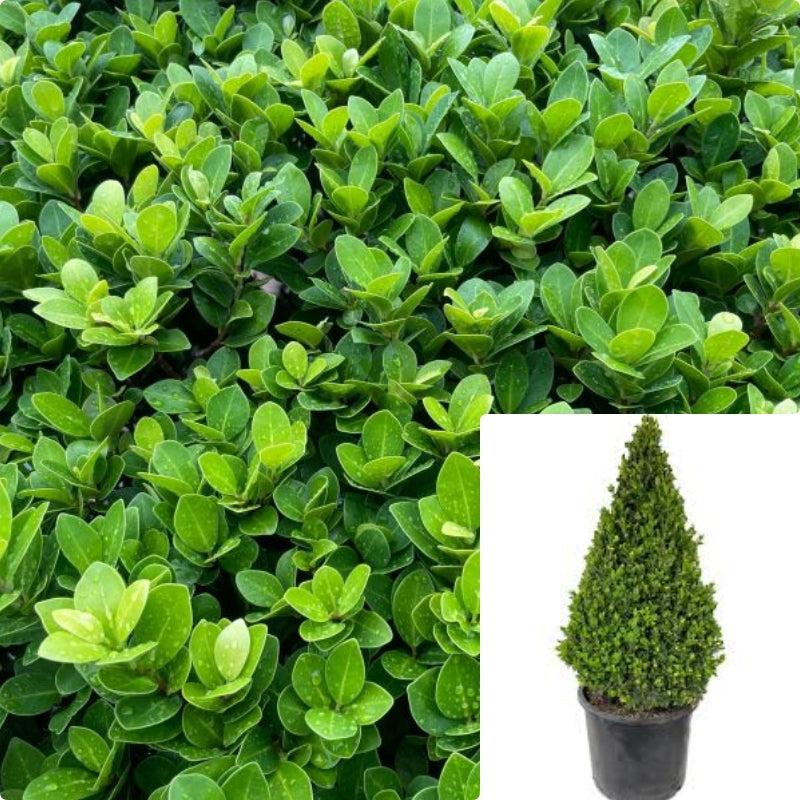 Buxus Microphylla 'green Beauty' - View 39 from www redcrocus com