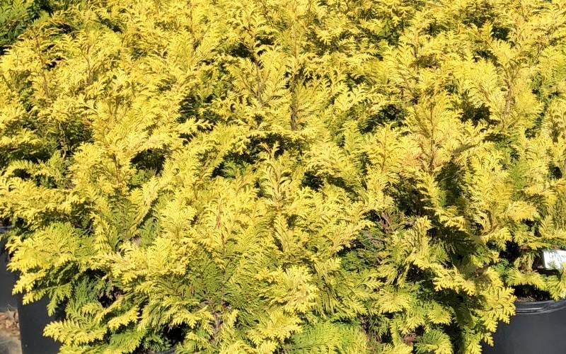 Chamaecyparis Obtusa Crippsii - View 10 from www redcrocus com