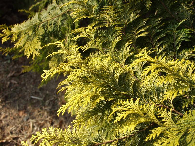Chamaecyparis Obtusa Crippsii - View 19 from www redcrocus com