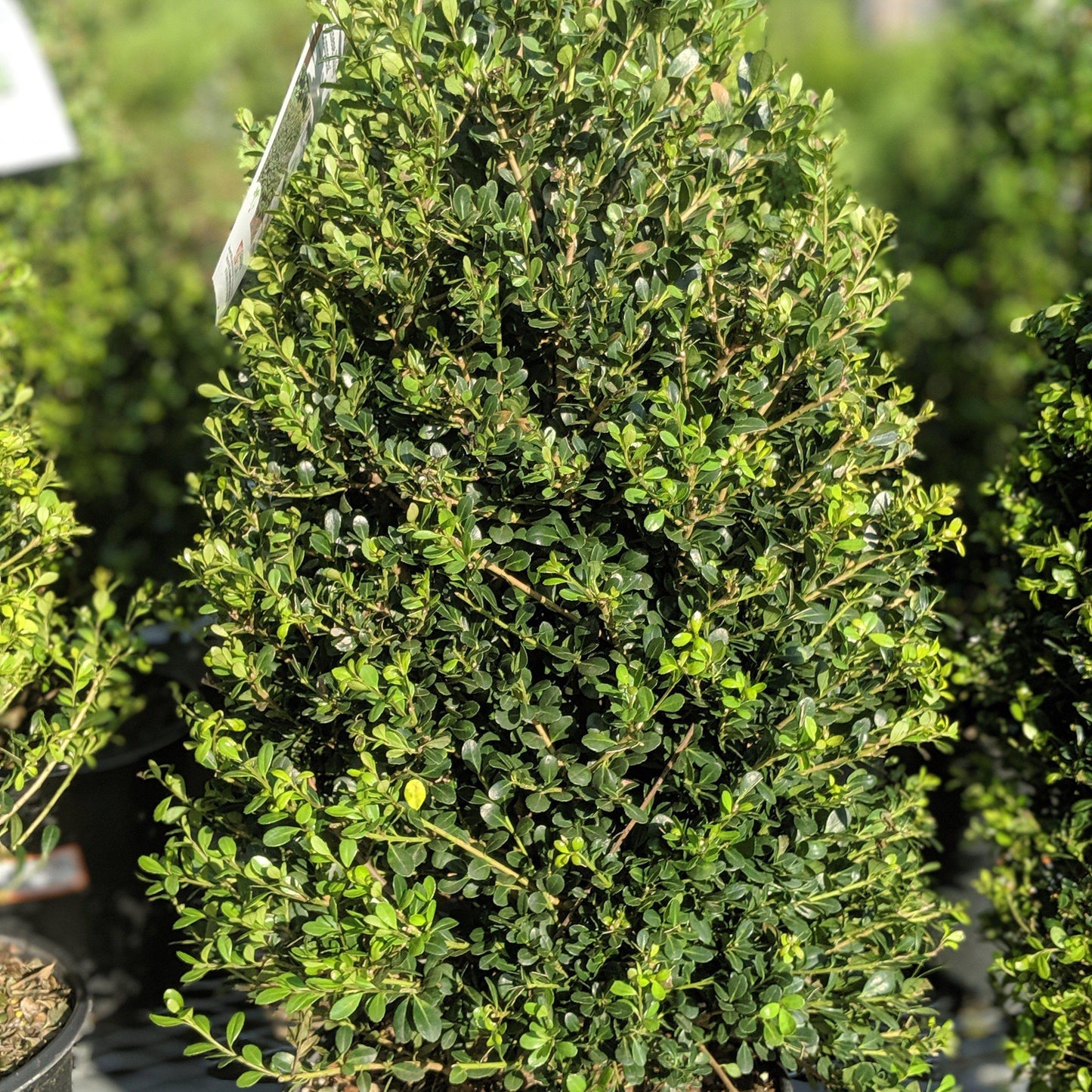 Ilex Crenata Chesapeake - View 13 from www redcrocus com
