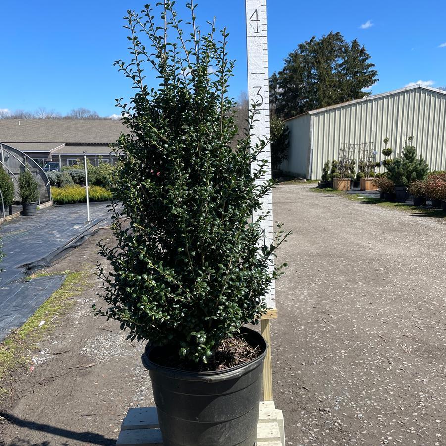 Ilex Crenata Chesapeake - View 6 from www redcrocus com