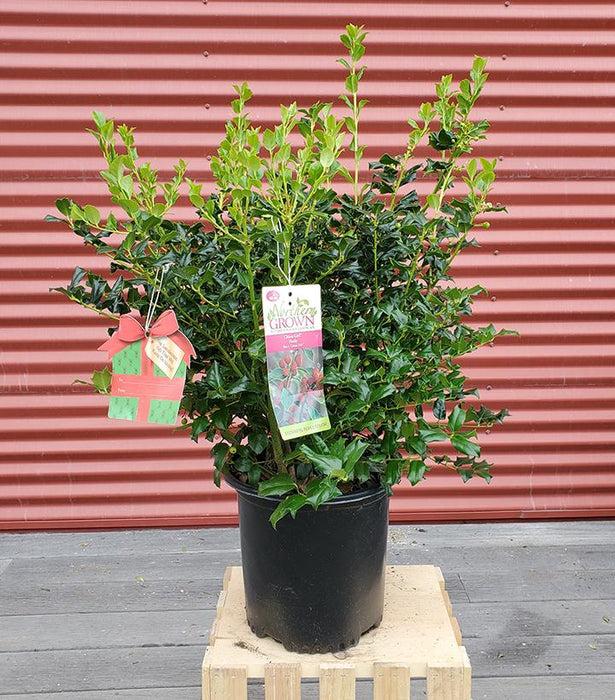 Ilex Meserveae 'china Girl' - View 16 from www redcrocus com