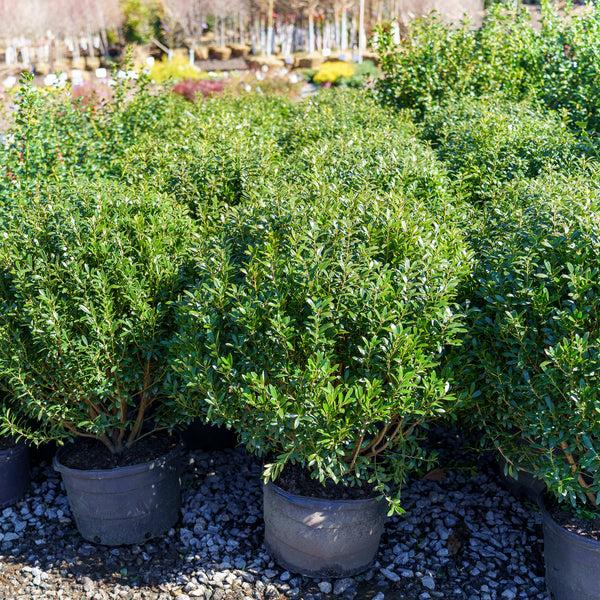 Ilex Meserveae 'china Girl' - View 19 from www redcrocus com