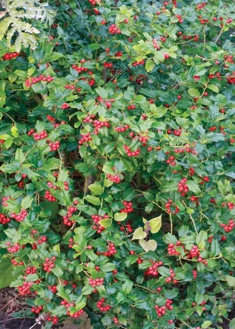 Ilex Meserveae 'china Girl' - View 22 from www redcrocus com