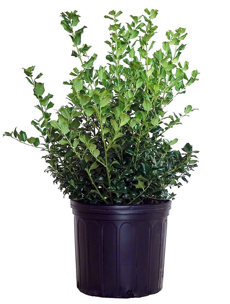 Ilex Meserveae 'china Girl' - View 25 from www redcrocus com