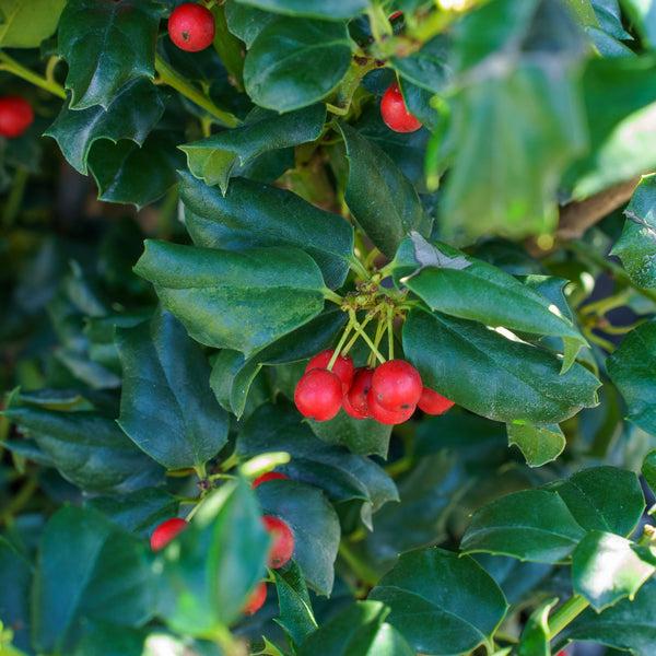Ilex Meserveae 'china Girl' - View 26 from www redcrocus com