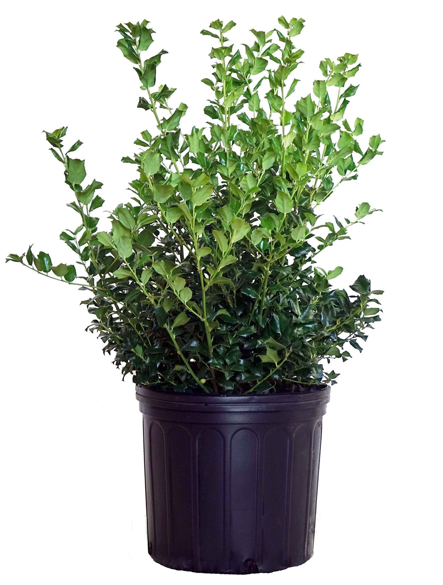 Ilex Meserveae 'china Girl' - View 29 from www redcrocus com