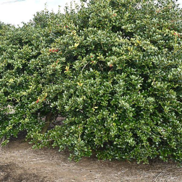 Ilex Meserveae 'china Girl' - View 2 from www redcrocus com