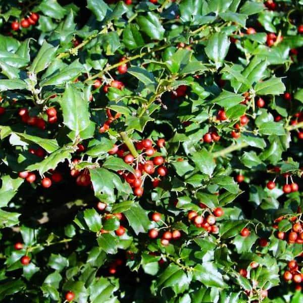 Ilex Meserveae 'china Girl' - View 3 from www redcrocus com