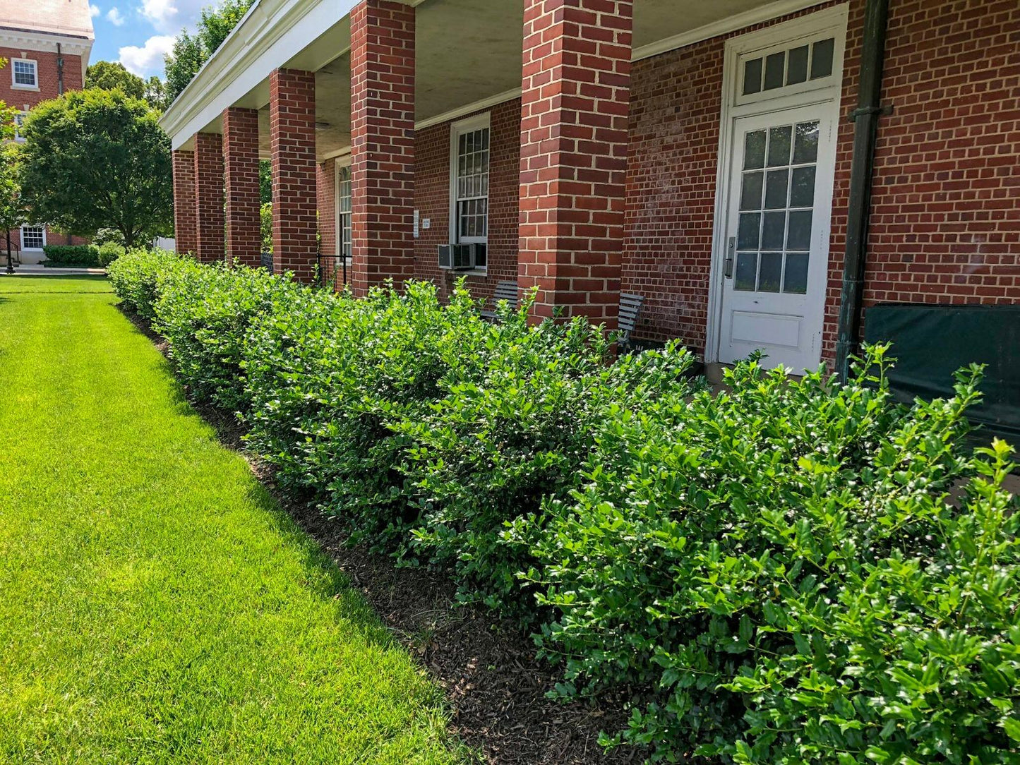 Ilex Meserveae 'china Girl' - View 4 from www redcrocus com