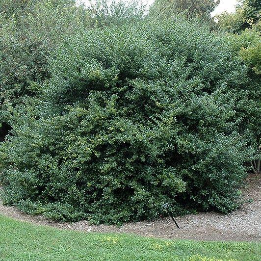 Ilex Meserveae 'china Girl' - View 5 from www redcrocus com