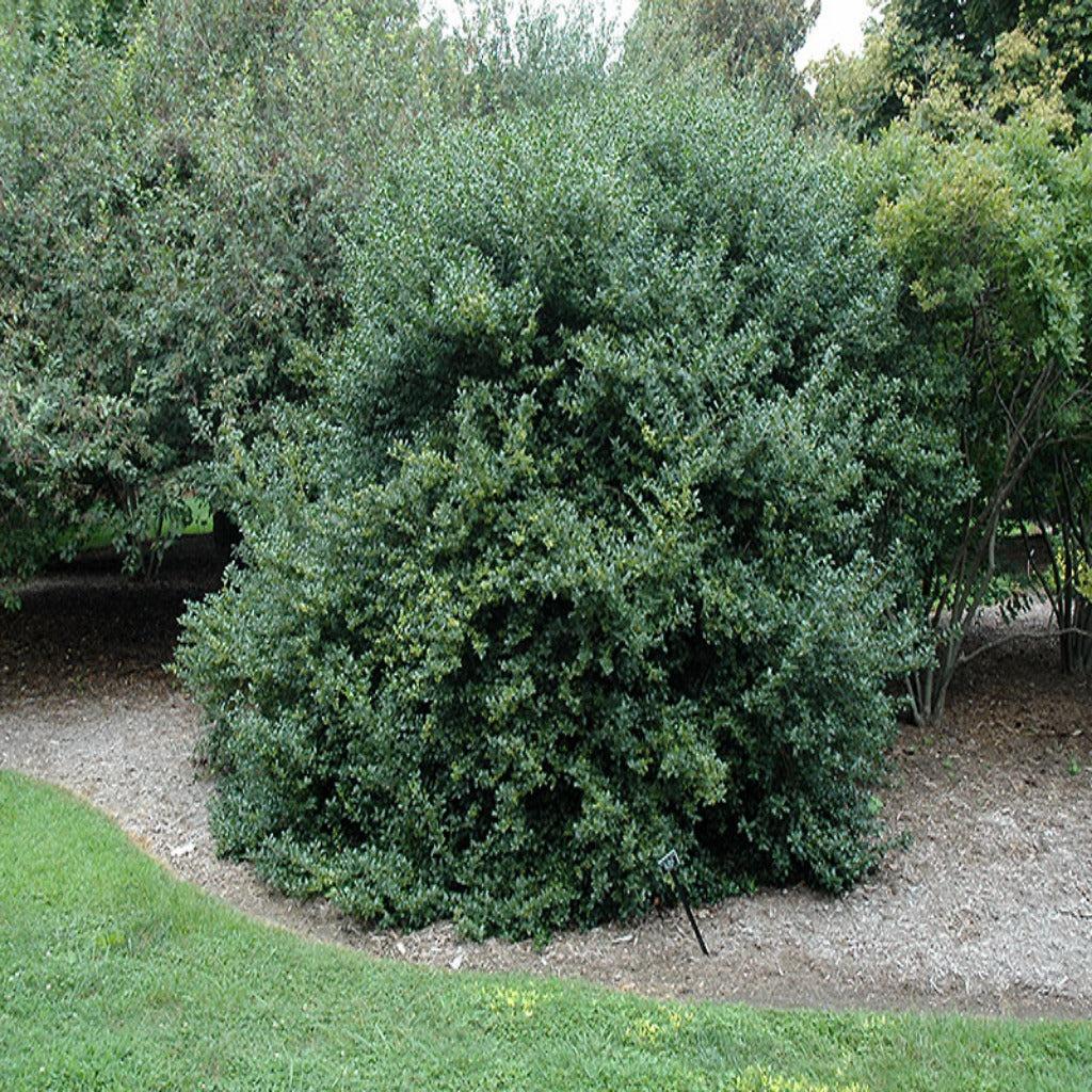 Ilex Meserveae 'china Girl' - View 6 from www redcrocus com