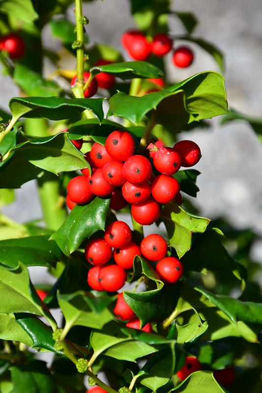 Ilex Meserveae 'china Girl' - View 9 from www redcrocus com