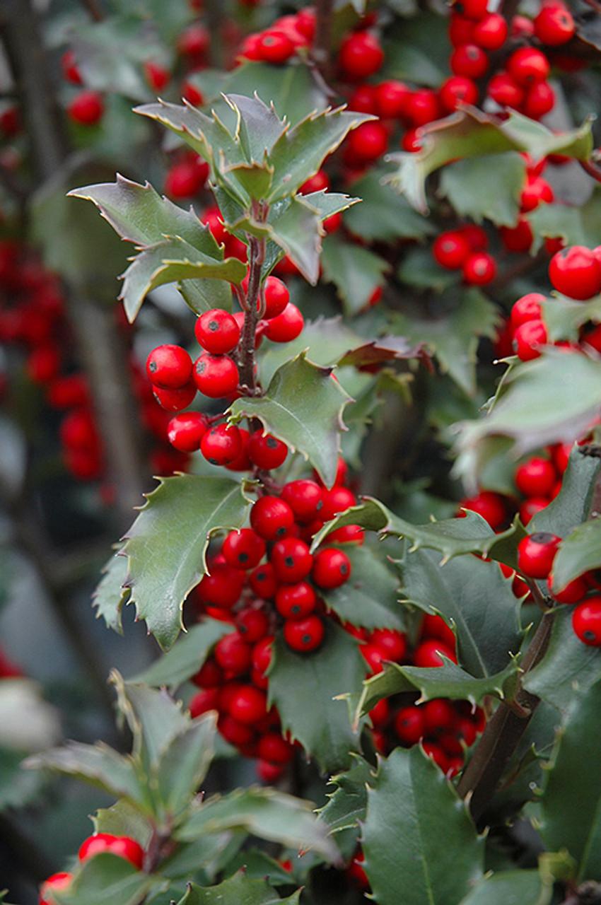 Ilex Meserveae 'blue Prince' - View 10 from www redcrocus com