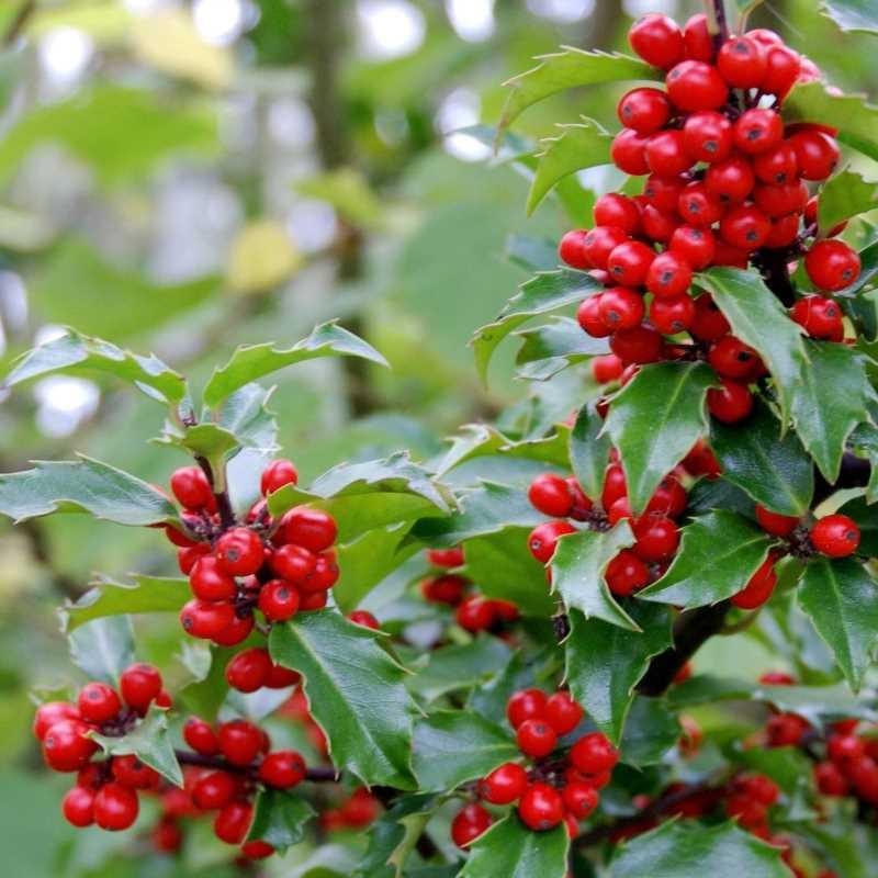 Ilex Meserveae 'blue Prince' - View 15 from www redcrocus com