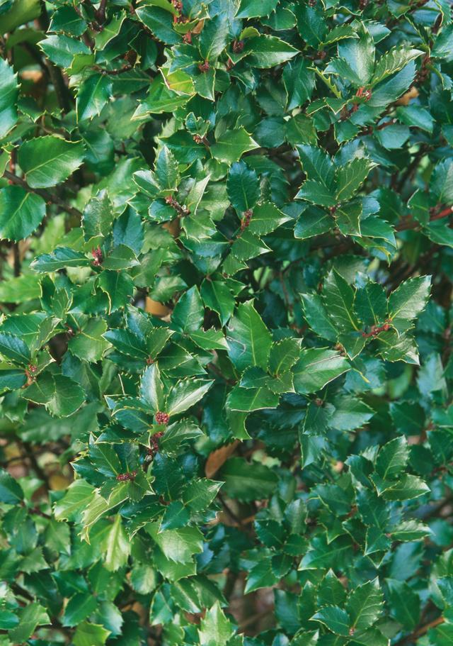 Ilex Meserveae 'blue Prince' - View 17 from www redcrocus com