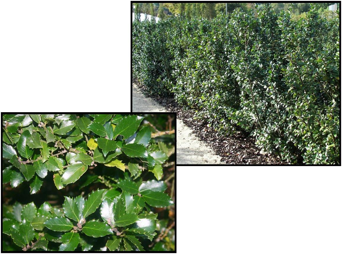 Ilex Meserveae 'blue Prince' - View 18 from www redcrocus com