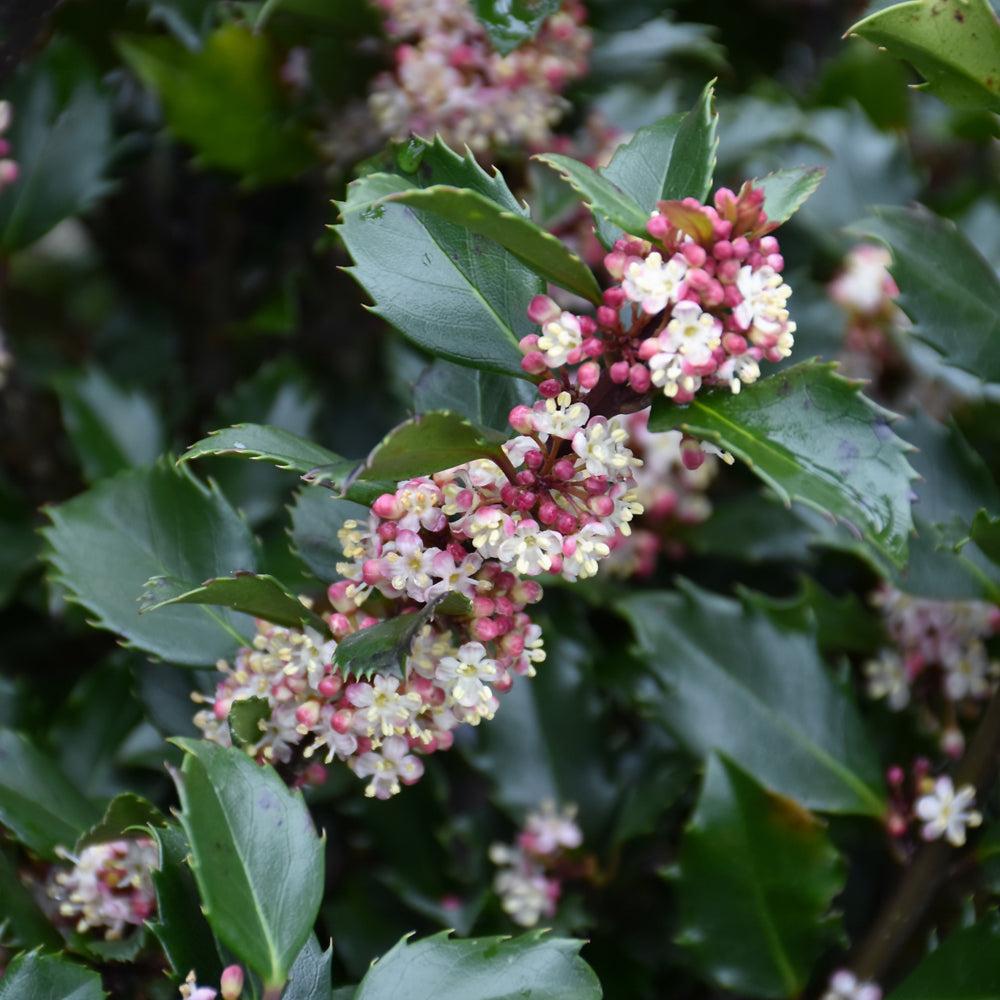 Ilex Meserveae 'blue Prince' - View 1 from www redcrocus com