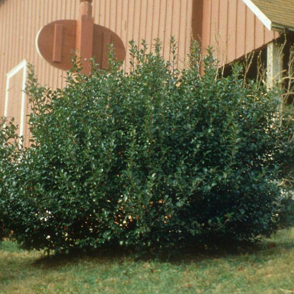 Ilex Meserveae 'blue Prince' - View 2 from www redcrocus com