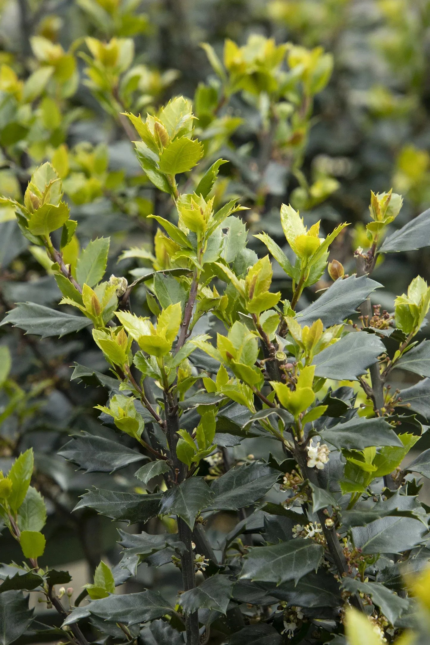 Ilex Meserveae 'blue Prince' - View 7 from www redcrocus com