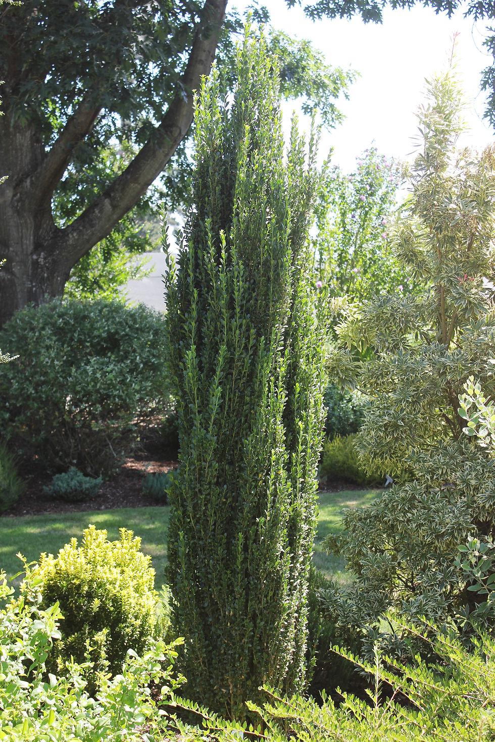 Ilex Crenata Sky Pencil - View 10 from www redcrocus com