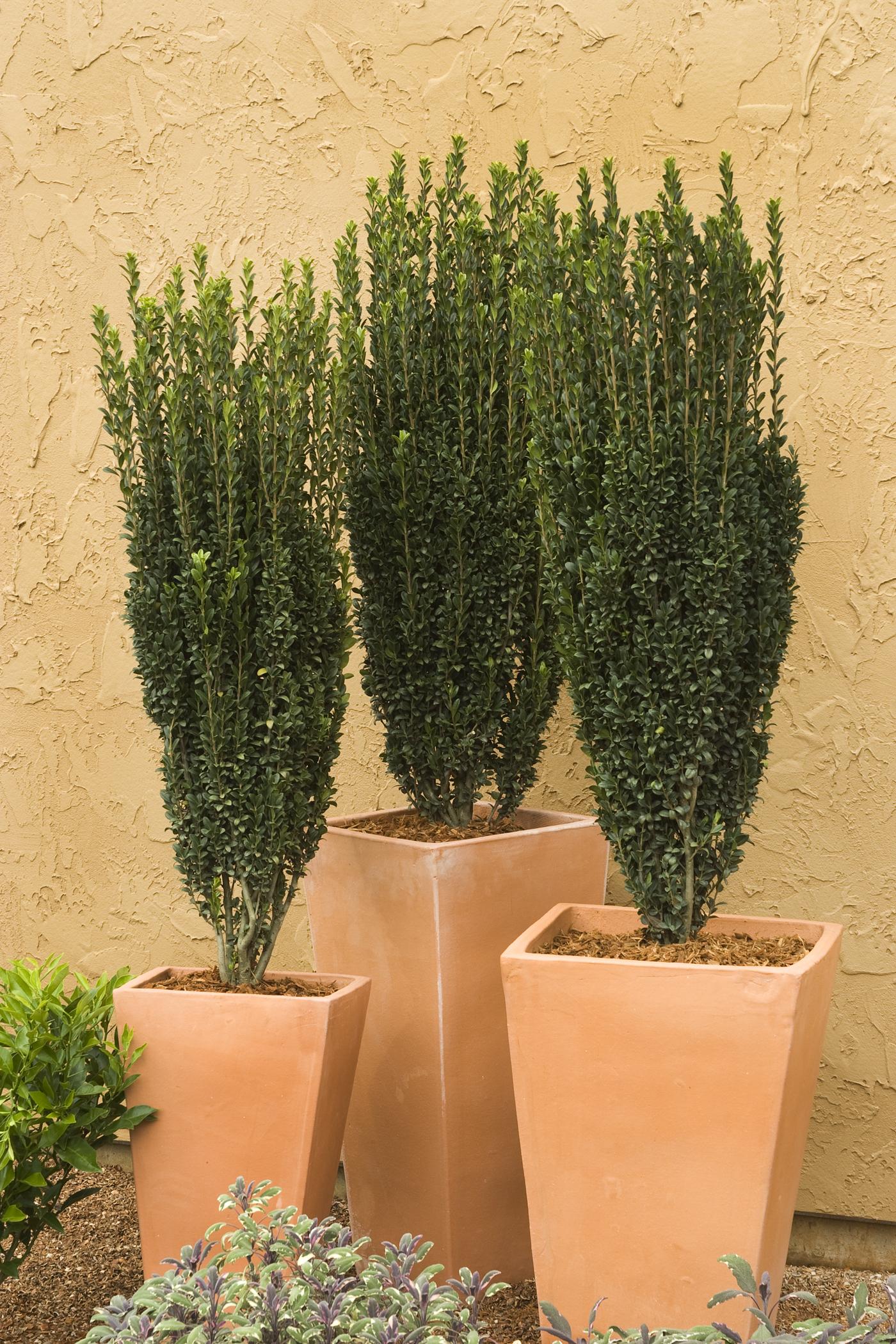 Ilex Crenata Sky Pencil - View 11 from www redcrocus com
