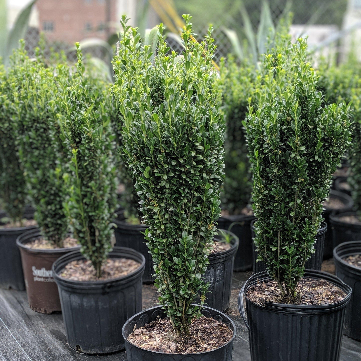 Ilex Crenata Sky Pencil - View 12 from www redcrocus com