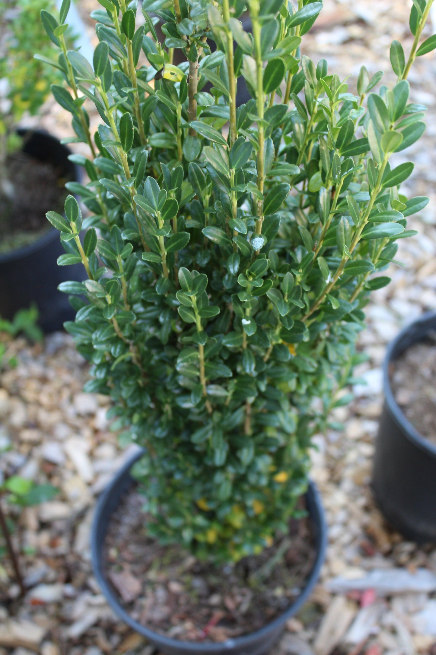 Ilex Crenata Sky Pencil - View 14 from www redcrocus com