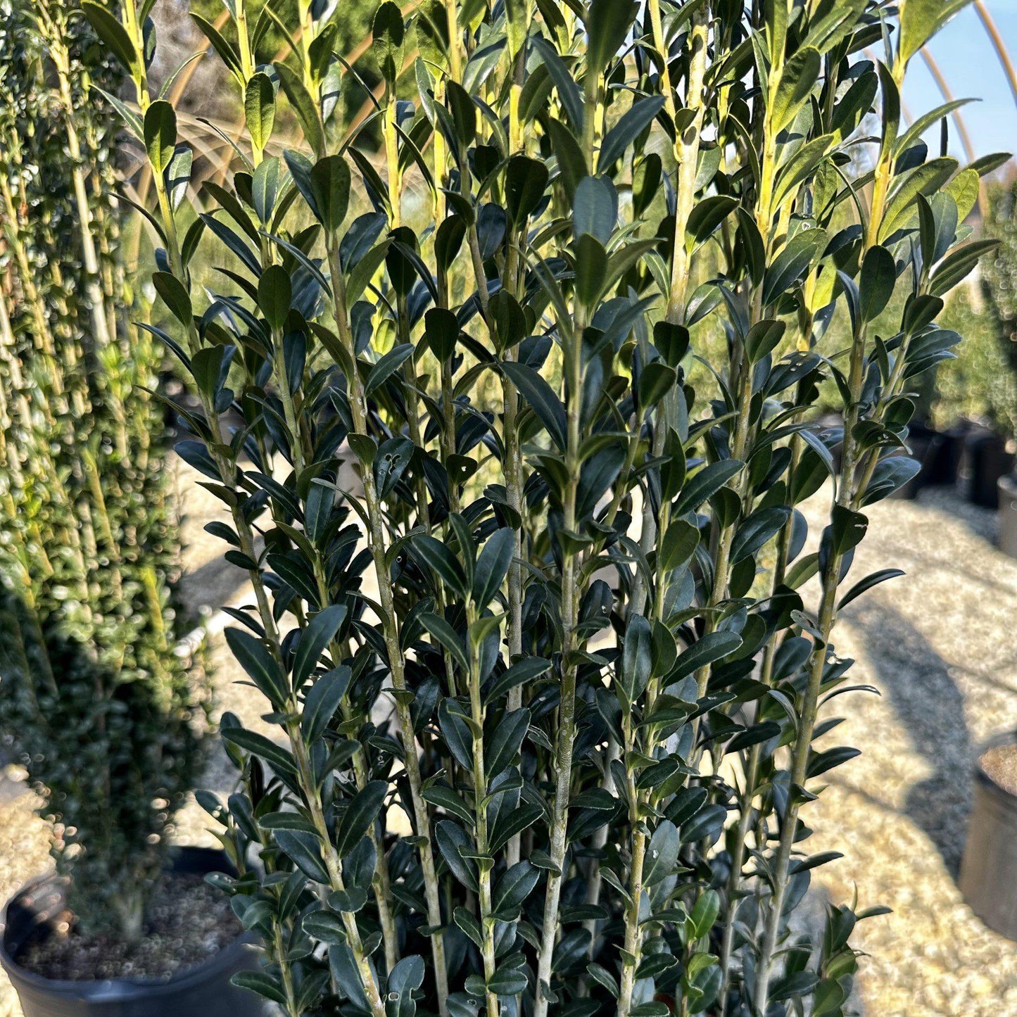 Ilex Crenata Sky Pencil - View 15 from www redcrocus com