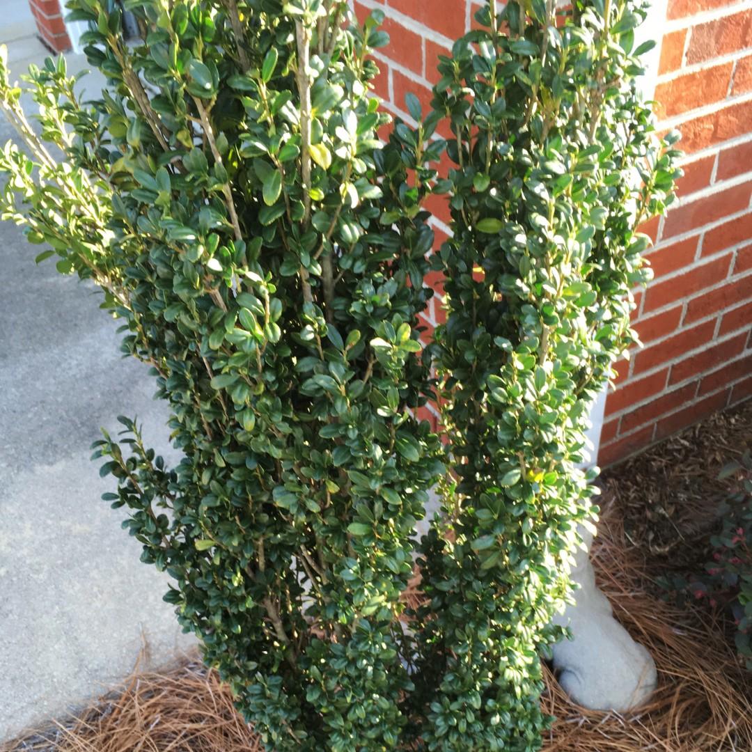 Ilex Crenata Sky Pencil - View 20 from www redcrocus com