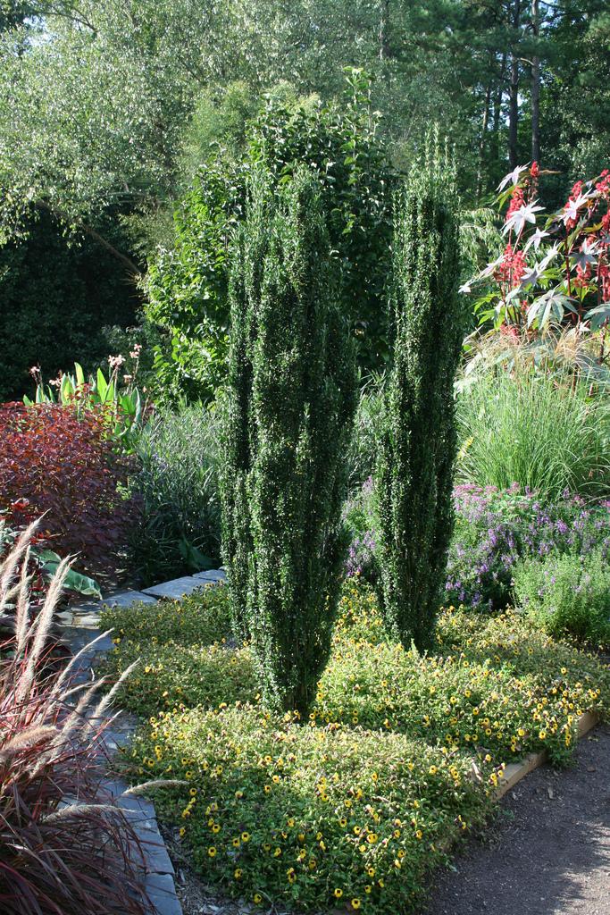 Ilex Crenata Sky Pencil - View 2 from www redcrocus com