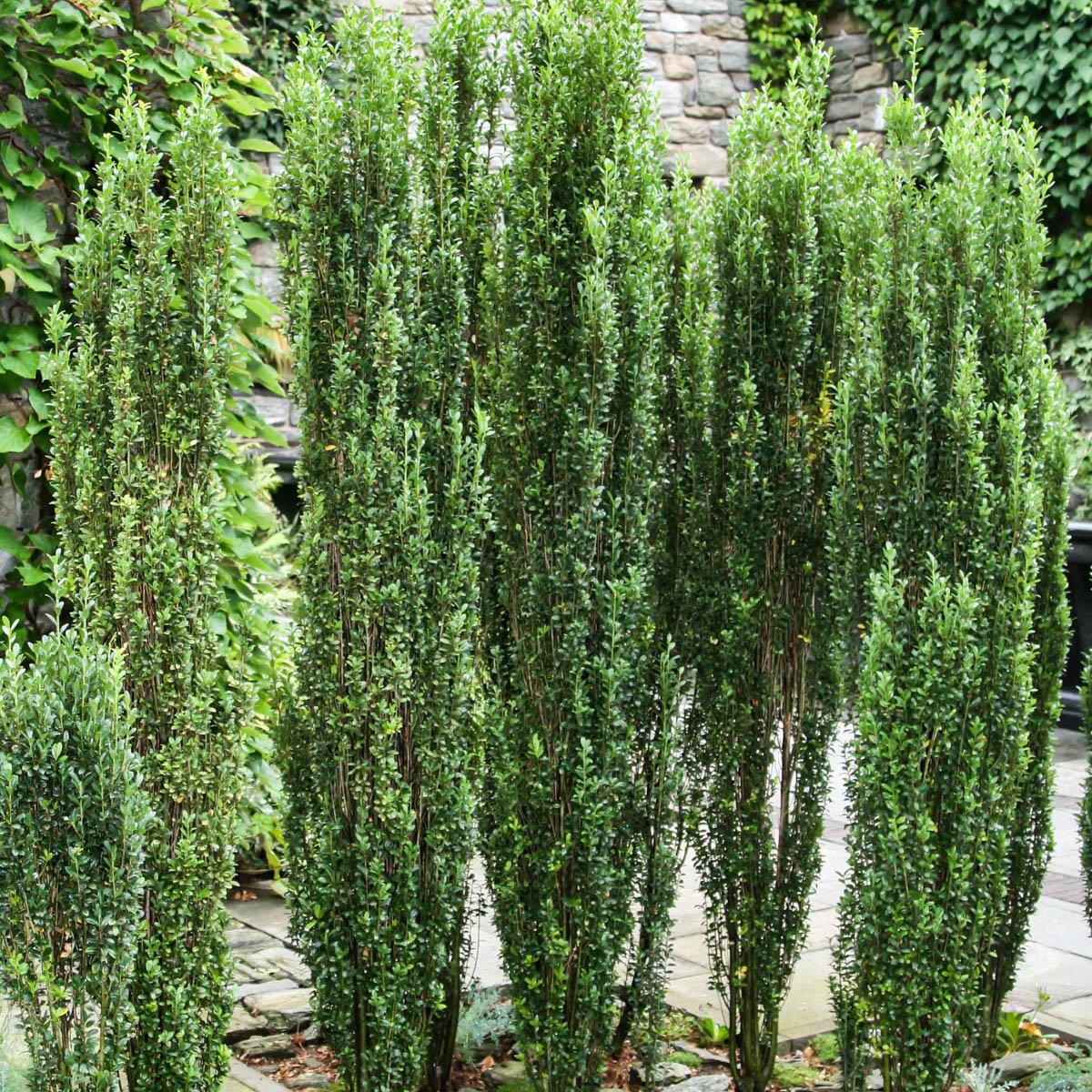 Ilex Crenata Sky Pencil - View 4 from www redcrocus com