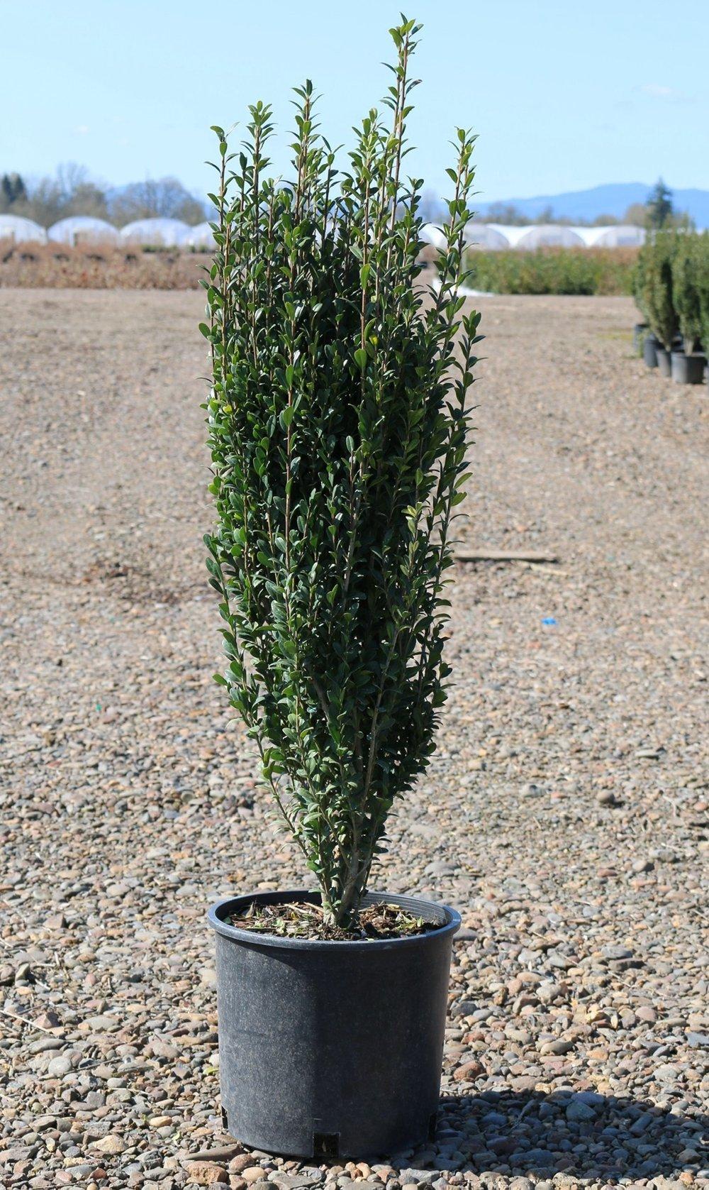 Ilex Crenata Sky Pencil - View 5 from www redcrocus com