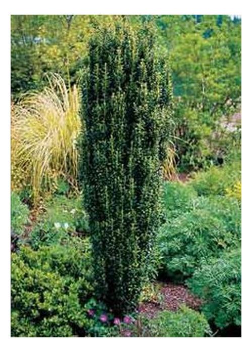 Ilex Crenata Sky Pencil - View 6 from www redcrocus com