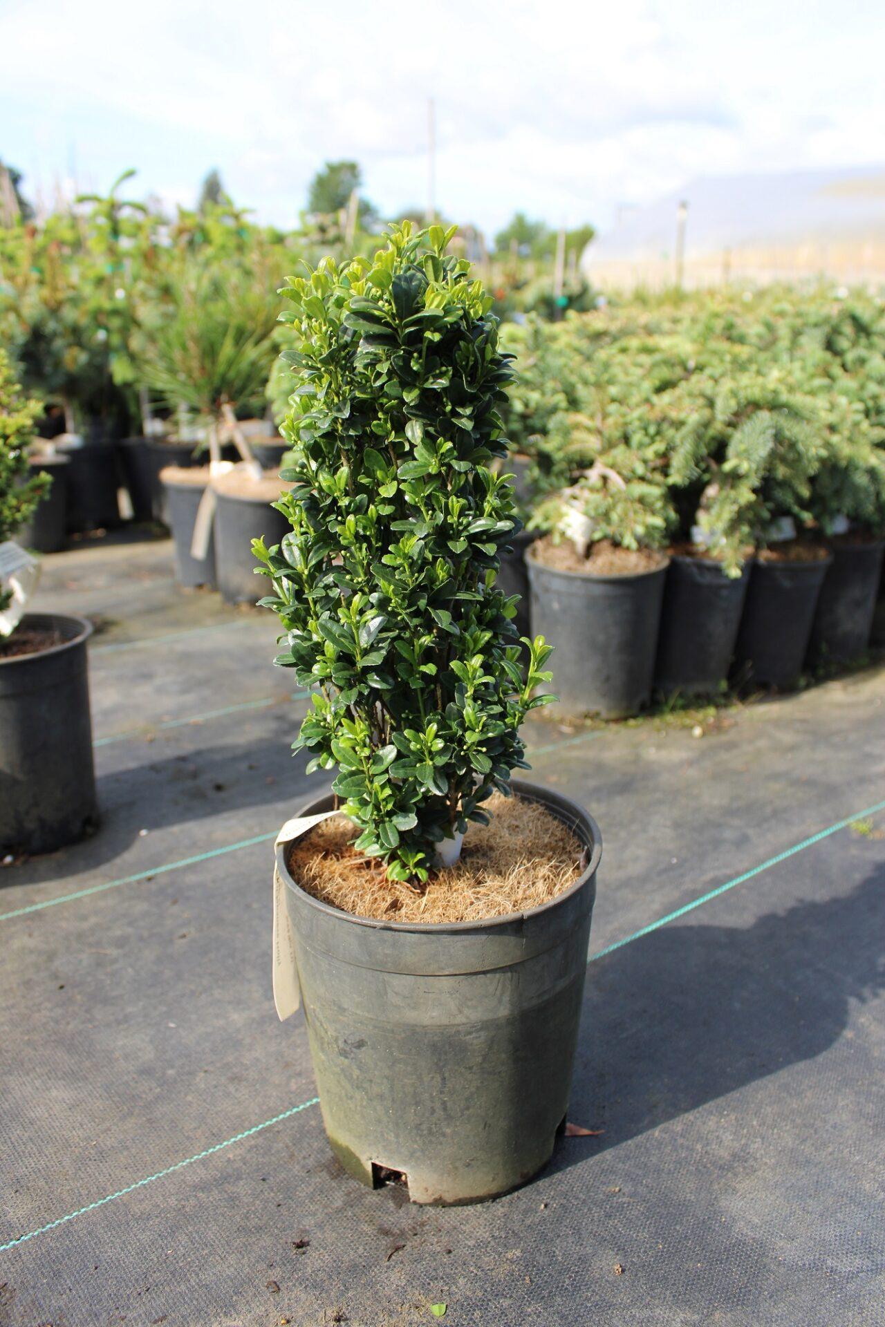 Ilex Crenata Sky Pencil - View 7 from www redcrocus com